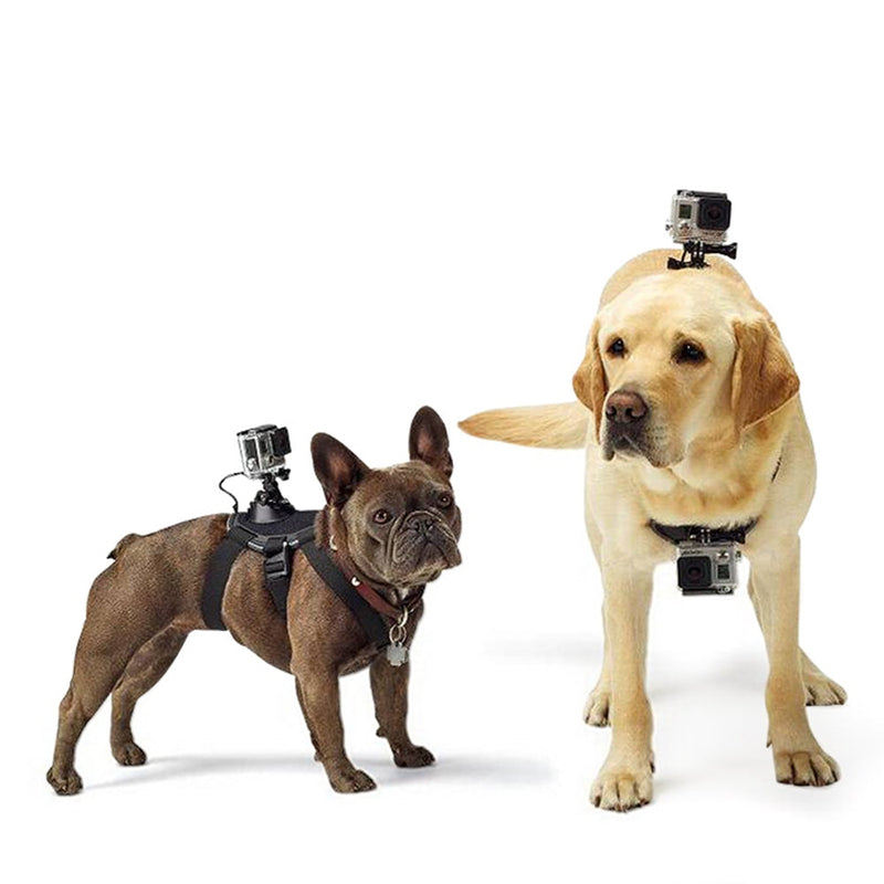 Dog wearing adjustable GoPro harness showing camera mounting position