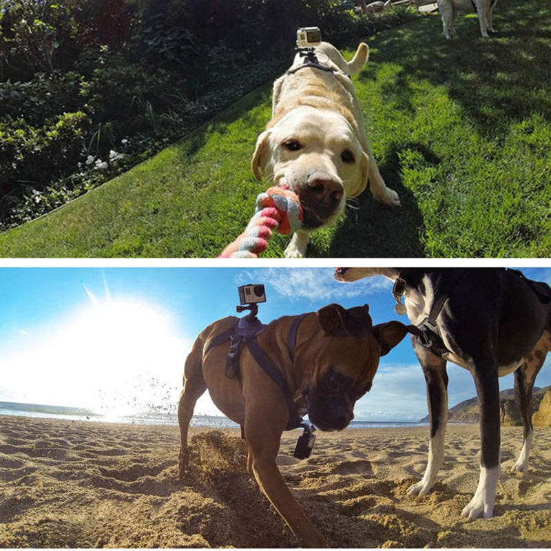 GoPro dog harness with quick-release camera mount detail